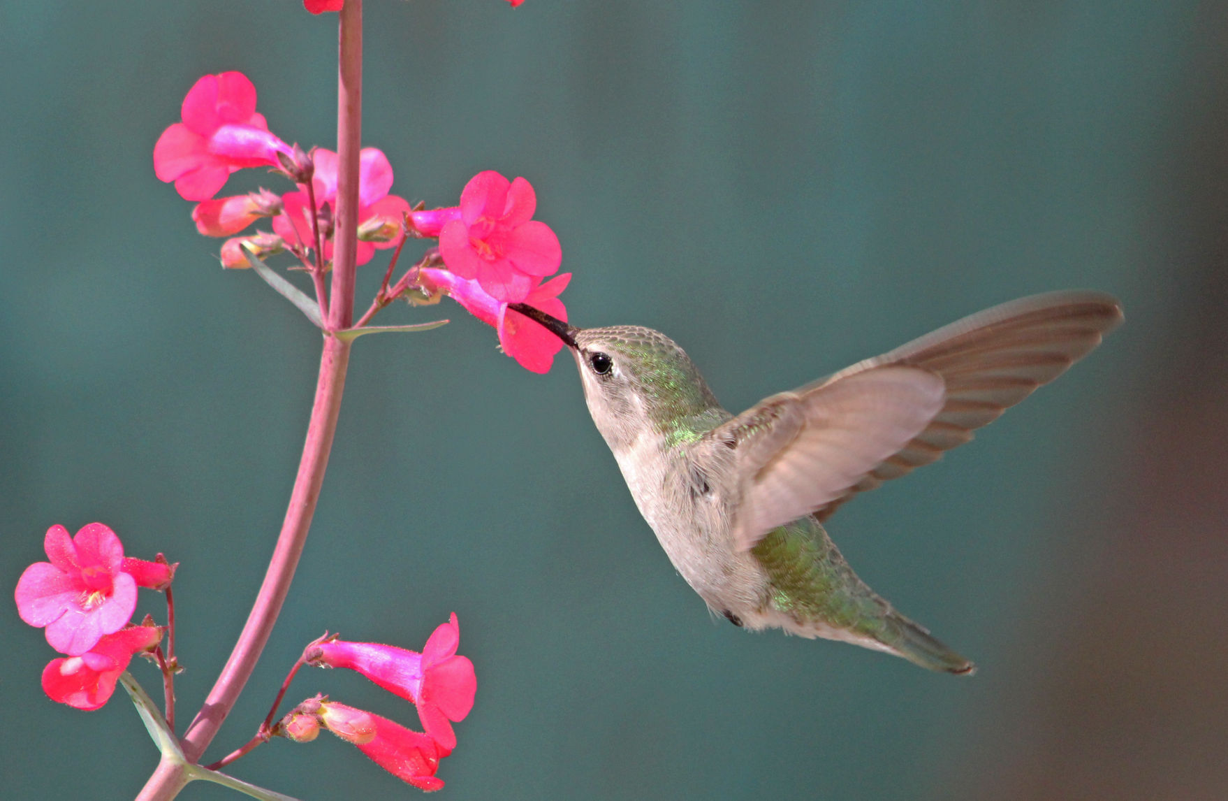 Hummingbirds in backyards and beyond